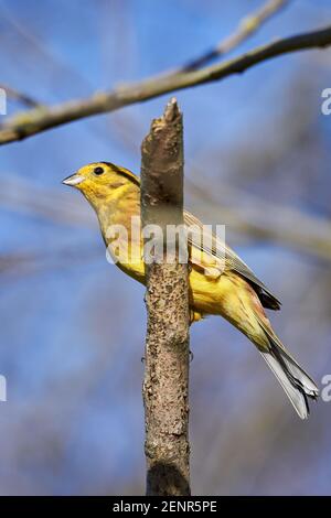 Yellowhammer (Emberiza citrinella) bellissimo uccello seduto su un ramo, primo piano Foto Stock