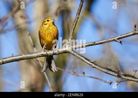 Yellowhammer (Emberiza citrinella) bellissimo uccello seduto su un ramo, primo piano Foto Stock