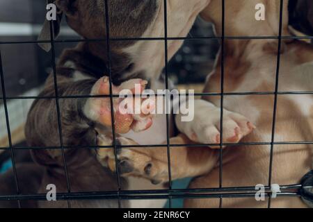 cuccioli di pitbull all'interno di una gabbia in un rifugio Foto Stock