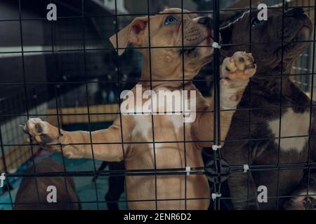 cuccioli di pitbull all'interno di una gabbia in un rifugio Foto Stock