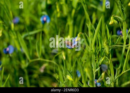 Lathyrus nissolia il nome dell'erba e delle foglie sembrano molto erbacee, e queste foglie sono un verde leggermente più luminoso dell'erba circostante Foto Stock