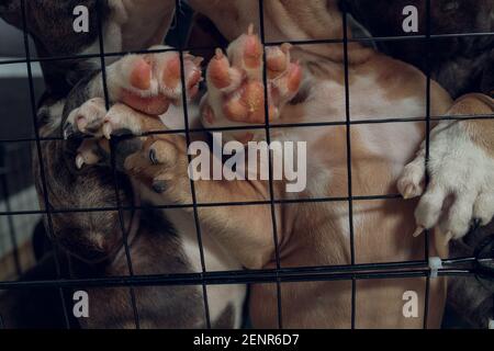 cuccioli di pitbull all'interno di una gabbia in un rifugio Foto Stock