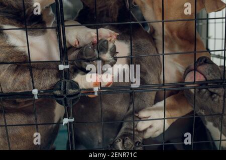 cuccioli di pitbull all'interno di una gabbia in un rifugio Foto Stock