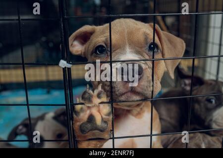 cuccioli di pitbull all'interno di una gabbia in un rifugio Foto Stock