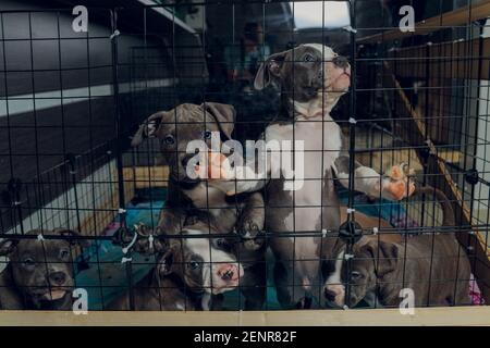 cuccioli di pitbull all'interno di una gabbia in un rifugio Foto Stock