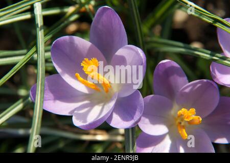 Vista dall'alto su due fiori di crocus viola con un giallo pistil in fiore in una giornata di sole Foto Stock