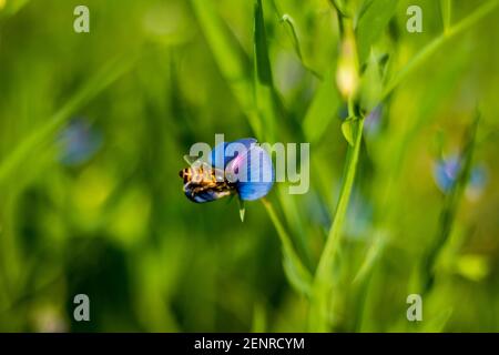 Ortaggi e piante di fiori, vetchling di erba, Lathyrus nissolia, della famiglia Fabaceae foglie lunghe, lineari, erbacee, fiori di rosa rossastro Foto Stock