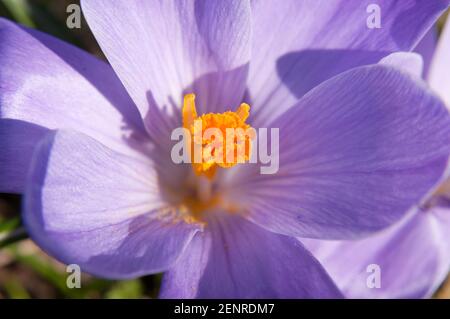 Vista dall'alto su un fiore di crocus viola in fiore la parte centrale dell'immagine Foto Stock