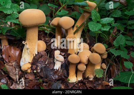 Raro fungo Phaeolepiota aurea nella foresta. Conosciuto come bootleg dorato o cappello dorato. Funghi selvatici che crescono in ortica. Foto Stock