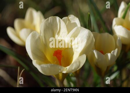 Crocidi in fiore giallo sbiadito al sole tra le foglie appassite in un giardino olandese. Famiglia Iridaceae. Fine inverno, febbraio, Paesi Bassi. Foto Stock