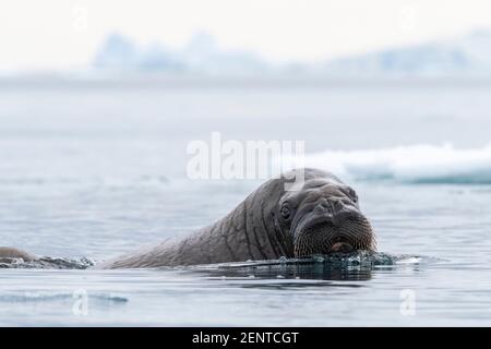 Valve dell'Atlantico (Odobenus rosmarus), Vibebukta, Austfonna, Nordaustlandet, Isole Svalbard, Norvegia. Foto Stock