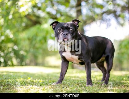 Un cane di razza mista Boston Terrier in piedi all'aperto Foto Stock