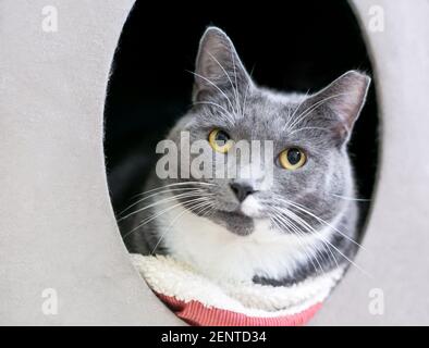 Un gatto corto grigio e bianco con la punta dell'orecchio sinistro, rilassante in un letto coperto per animali domestici Foto Stock