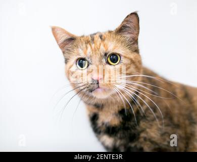 Un giovane Tortoiseshell tabby gatto shorthair con grandi alunni dilatati e whisker bianchi e neri Foto Stock