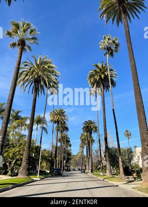 Beverly Hills, CA USA - 20 gennaio 2021: Vista della strada dei quartieri di Beverly Hills con palme e automobili in California Foto Stock