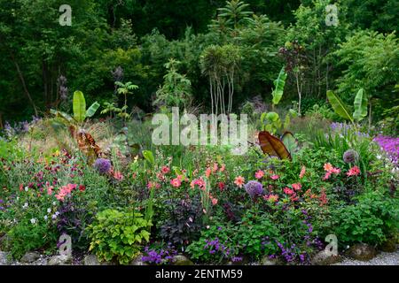 dahlia twynings revel,dahlia piantine,salvia amistad,allium globemaster,linaria peachy,ensete ventricosum maurelii,banana,piantagione tropicale schema,re Foto Stock