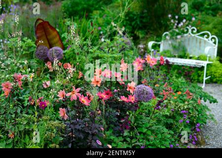 dahlia twynings revel,dahlia piantine,salvia amistad,allium globemaster,linaria peachy,ensete ventricosum maurelii,banana,piantagione tropicale schema,re Foto Stock