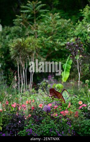 dahlia twynings revel,dahlia piantine,salvia amistad,allium globemaster,linaria peachy,ensete ventricosum maurelii,banana,piantagione tropicale schema,re Foto Stock