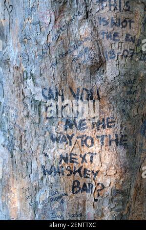 Albero alla tomba di Jim Morrison, cimitero di Pere-Lachaise, Parigi, Francia Foto Stock