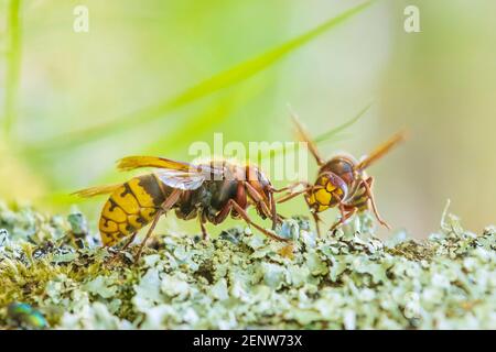 Calabrone europeo, vespa crabro, primo piano su un albero in una foresta Foto Stock