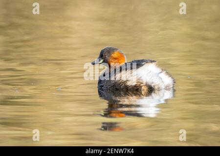 Primo piano di un piccolo grebe, Tachybaptus ruficollis, foraggio con pesce in becco Foto Stock