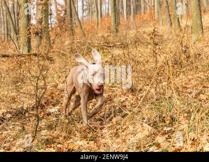 Weimaraner nella foresta di querce. Caccia autunnale con un cane. Cane da caccia nei boschi. Foto Stock