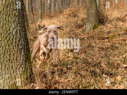 Weimaraner nella foresta di querce. Caccia autunnale con un cane. Cane da caccia nei boschi. Foto Stock