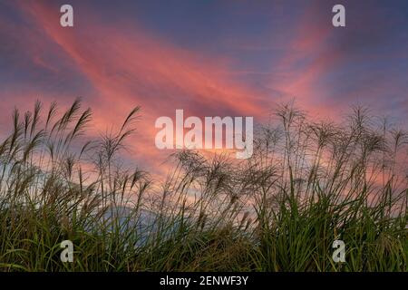Meadow Reed Sways.Wild Grass Sway da Wind Against Sky. Cielo blu Foto Stock