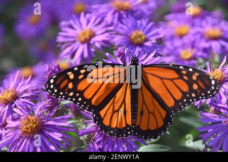 Monarch farfalla bere nettare fiore Foto Stock