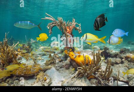 Vita marina nel Mar dei Caraibi, pesci tropicali colorati con coralli morbidi e spugne sottomarine in una barriera corallina poco profonda, America Centrale, Panama Foto Stock