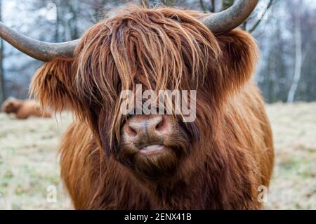 Un primo piano di una mucca di montagna presa in un freddo giorno d'inverno in Stirlingshire, Scozia Foto Stock