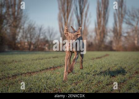 Purebred Weimaraner cane all'aperto nella natura su prato d'erba in un giorno d'autunno. Foto Stock