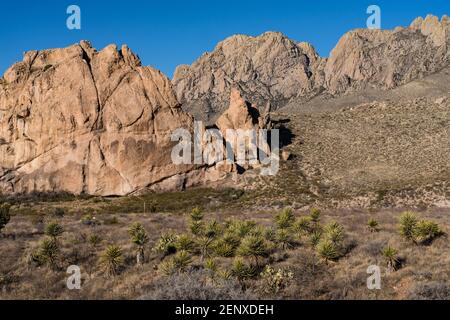 Soaptree Yucca, Yucca elata, nelle montagne dell'organo - Monumento Nazionale delle vette del deserto, vicino a Las Cruces, New Mexico. Foto Stock