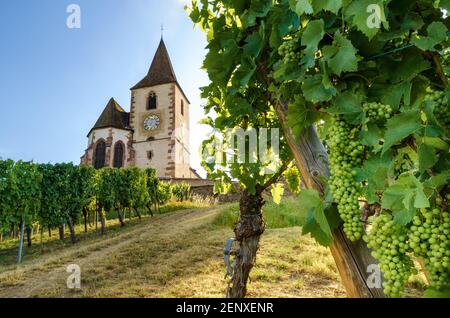 Verdi grappoli estivi di uve vicino alla chiesa medievale di Saint-Jacques-le-Major in Hunawihr, villaggio tra i vigneti di Ribeauville, Riquewihr Foto Stock
