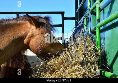 Cavallo mangiare fieno in una fattoria in vaoliere Foto Stock