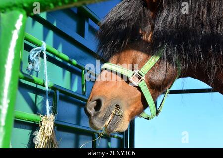 Cavallo mangiare fieno in una fattoria in vaoliere Foto Stock