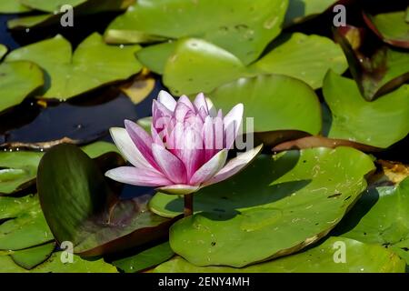 Fiore del ninfeo giglio d'acqua bianco, Nymphaea candida, in estate, Germania, Europa Foto Stock