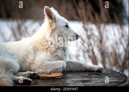giovane cane bianco femmina all'aperto in un paesaggio nevoso Foto Stock