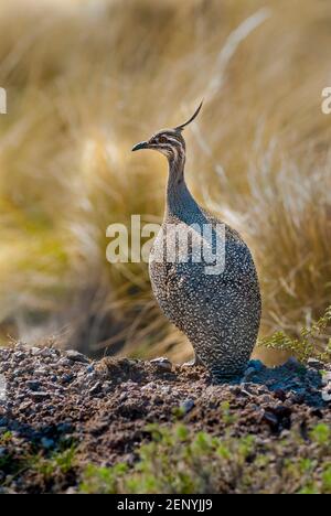 Crested tinamou, Parco Nazionale di Lihue Calel, provincia di la Pampa, Patagonia, Argentina. Foto Stock