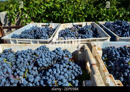 Vendemmia, dalla pianura di Stari Grad, a Stari Grad sull'isola dalmata di Hvar, Croazia. Foto Stock