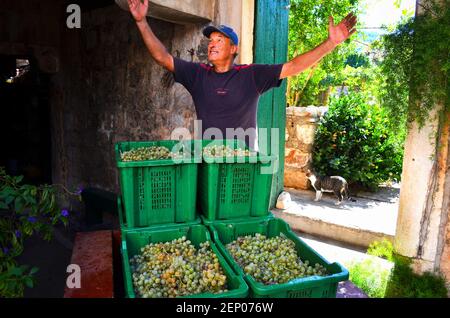 Vendemmia, dalla pianura di Stari Grad, a Stari Grad sull'isola dalmata di Hvar, Croazia. Foto Stock