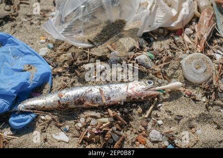 Pesce di acciuga morto con il cotone di bastoncino mangiato nel bocca su spiaggia di mare sporca inquinata, ambiente animale habitat contaminazione Foto Stock