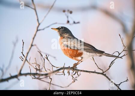 American Robin perches su Leafless Branch Foto Stock