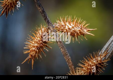 Macro di un paio di teste Rough Cocklebur (Xanthium strumarium) visto in inverno. Raleigh, Carolina del Nord. Foto Stock