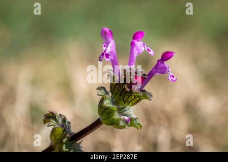 Primo piano delle fioriture di Henbit comune o di Hennettle (Lamium exicaule). Raleigh, Carolina del Nord Foto Stock