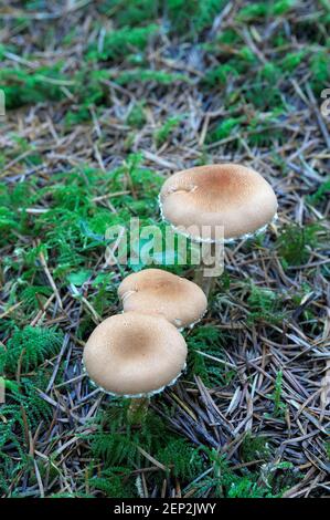 Tre funghi marroni che crescono negli aghi di muschio e abete Foto Stock