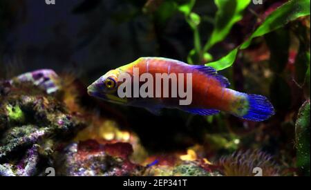 Mistero Wrasse fish - (Pseudocheilinus ocellatus) Foto Stock