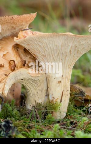 Funghi lanosi Chanterelle (Gomphus floccosus) Foto Stock