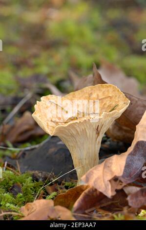 Woolly Chanterelle (Gomphus floccosus) fungo con foglie d'acero Foto Stock