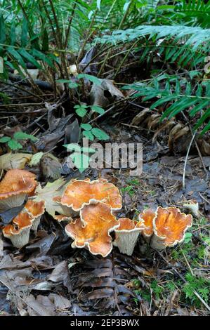 Woolly Chanterelle (Gomphus floccosus) con felci Foto Stock